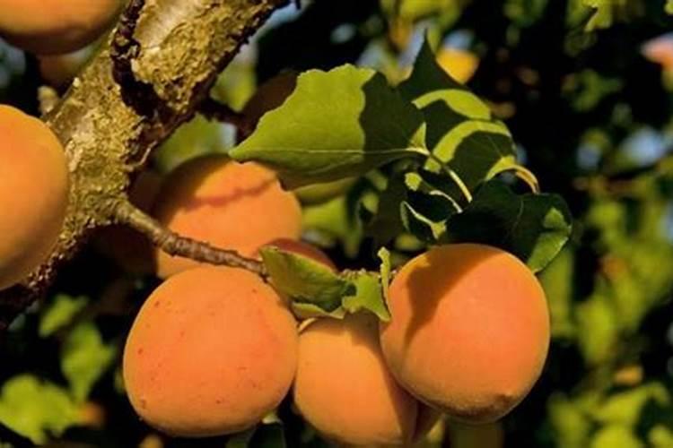 杏树各个时期如何施肥？杏树高产施肥技术