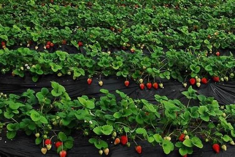 草莓施肥用什么肥料 草莓施肥使用的肥料介绍