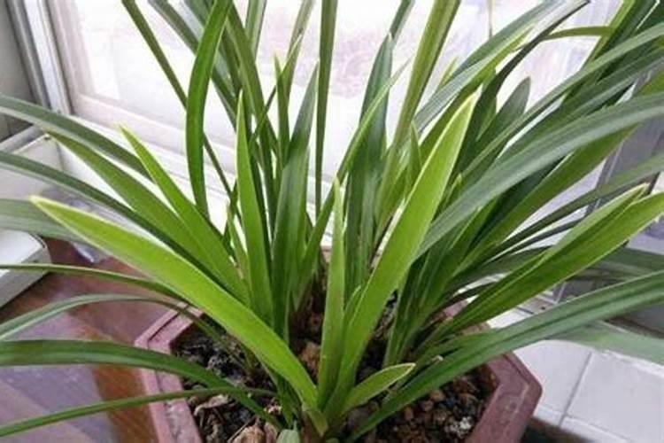 兰花缺肥的症状(附缺肥处理方法)