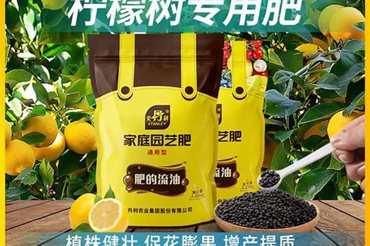 养了4年的柠檬树为什么不开花结果？