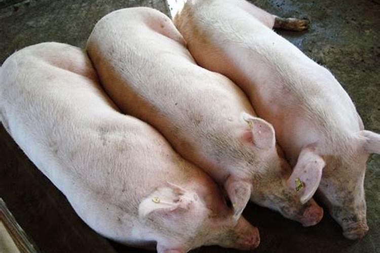 土壤中怎样施用钙肥——石灰和石膏？