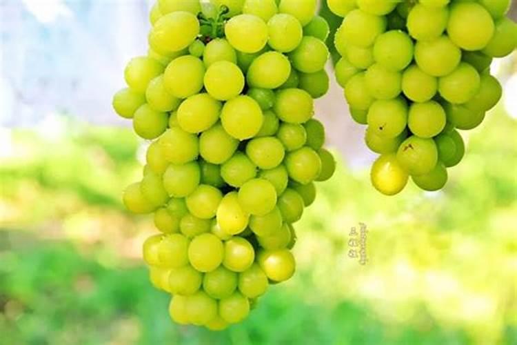 第一年阳光玫瑰栽培养殖方法