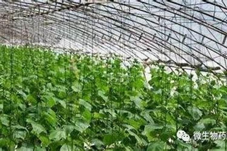 黄瓜彭果期间最需要什么肥料