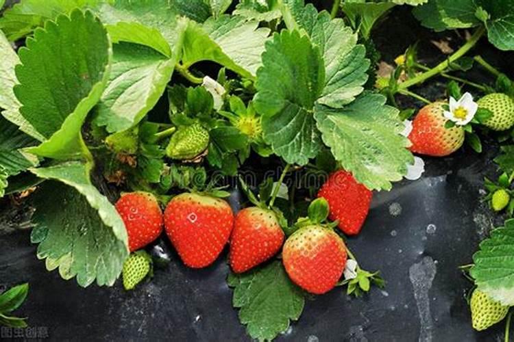 草莓开花了可以施什么肥