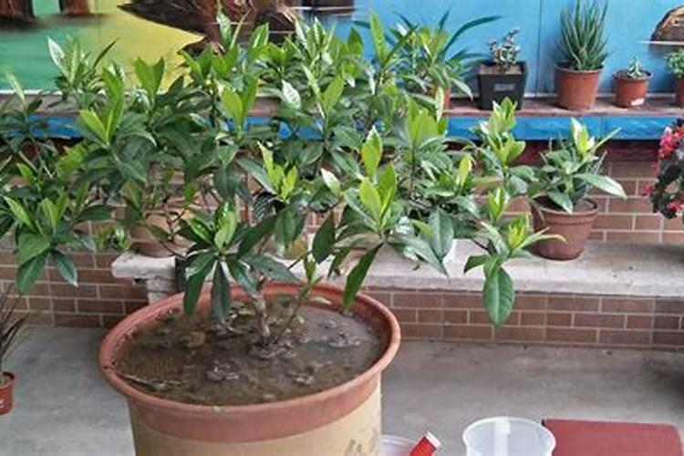 栀子花花苞期怎么施肥