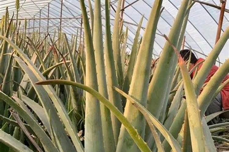 芦荟需要什么肥料养的好