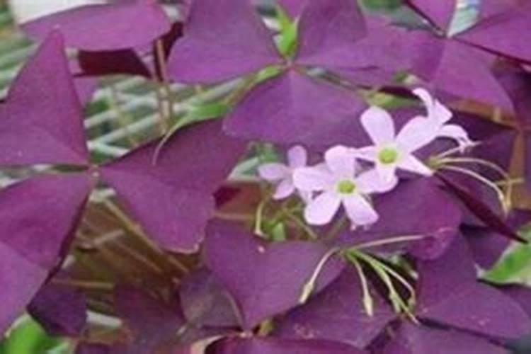 幸运草的养殖方法和注意事项