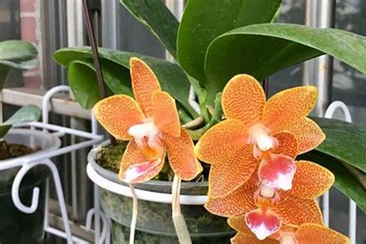 牡丹喷叶面肥注意,新上盆牡丹能用吗？