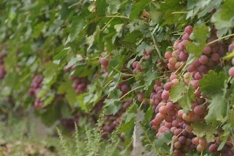 提子怎么养？怎样让他长得更快尽快结果？要原创