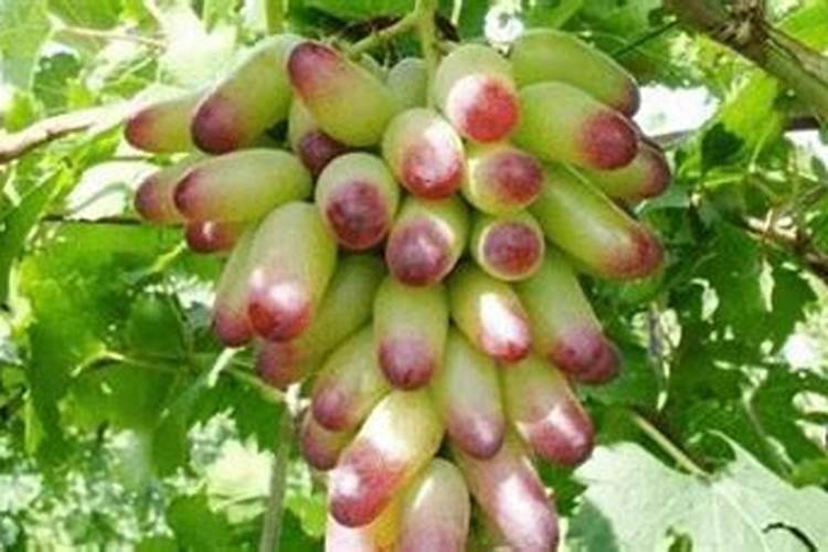 提子可不可以用白砂糖做施肥