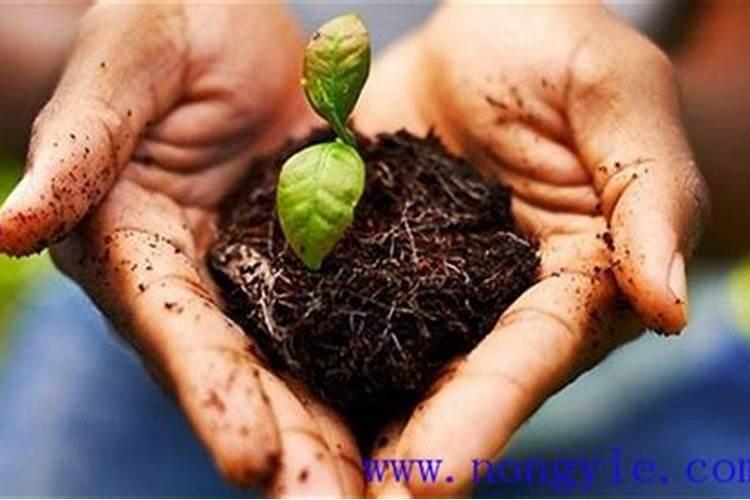 镁能不能做肥料