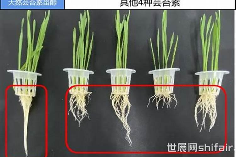 如何使用芸苔素