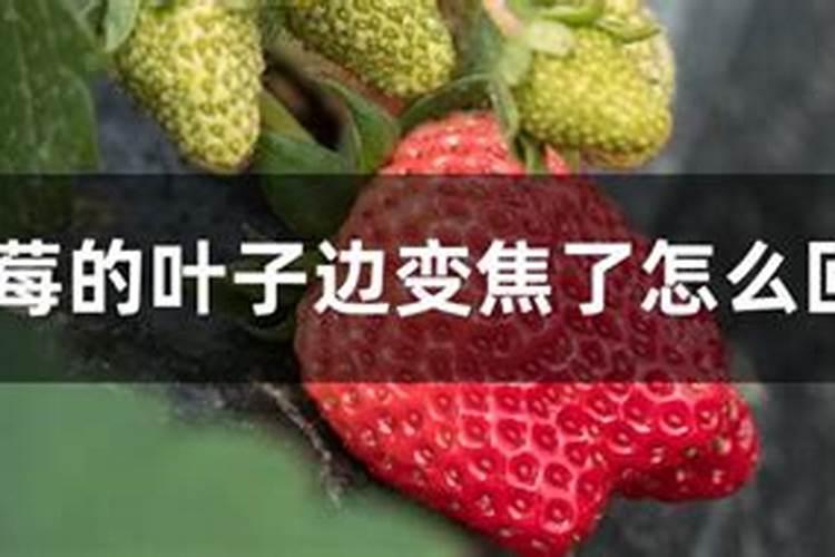 草莓叶子边缘发黄干枯是怎么回事