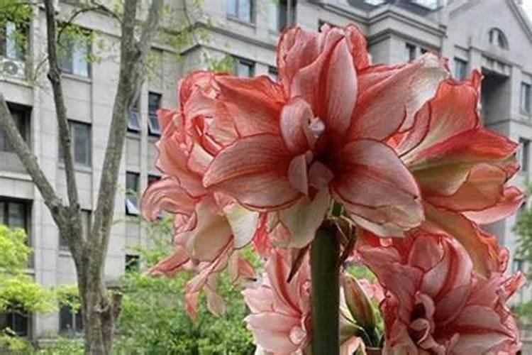 高钾肥适合浇什么花