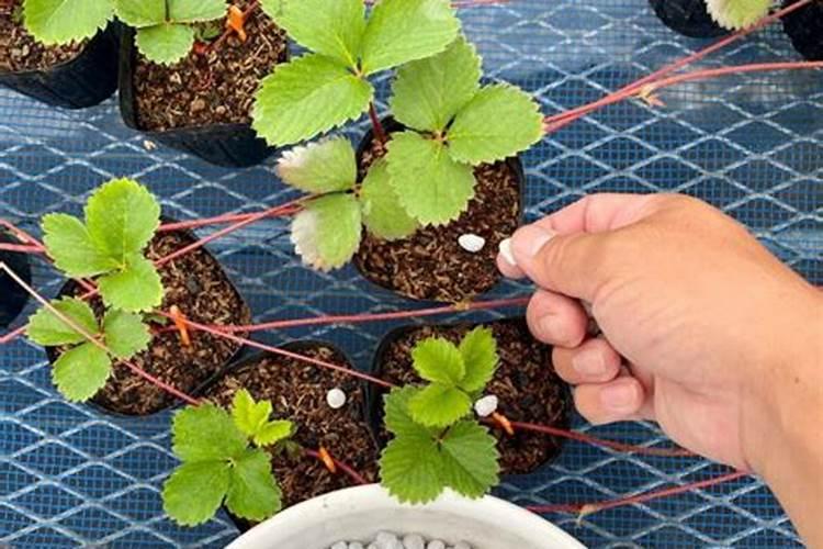 阳台草莓用什么肥料,阳台种植草莓施什么肥