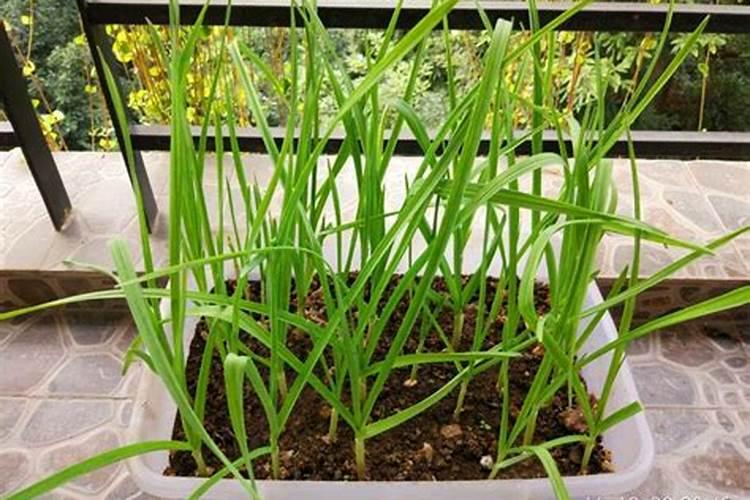 蒜苗种植方法
