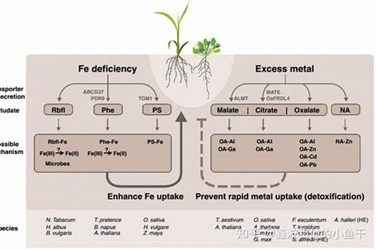 植物的根是吸收营养的,叶也能吸收营养吗