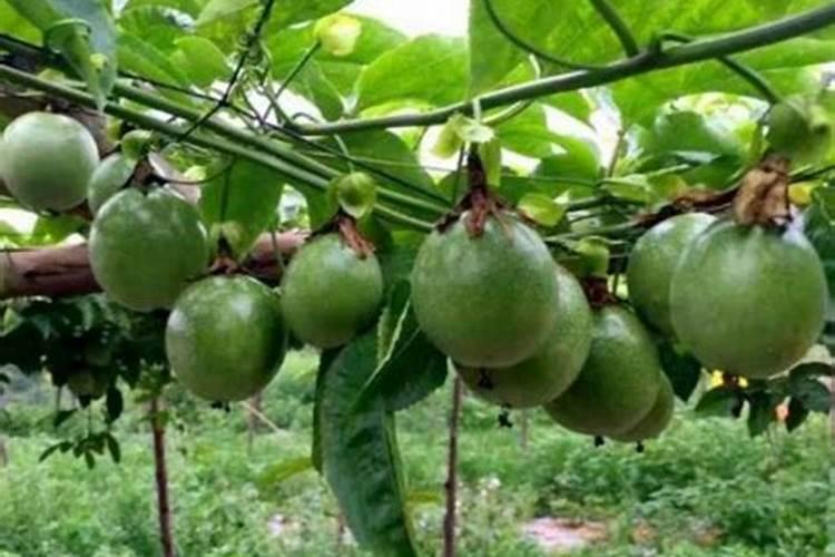 百香果在开花结果期间要施什么肥？