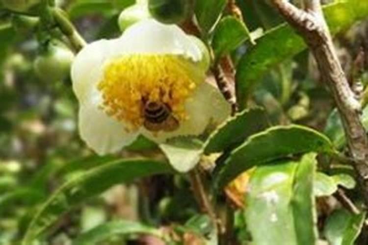 茶树花怎么养殖