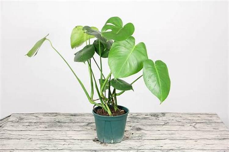 龟背竹花肥用什么合适