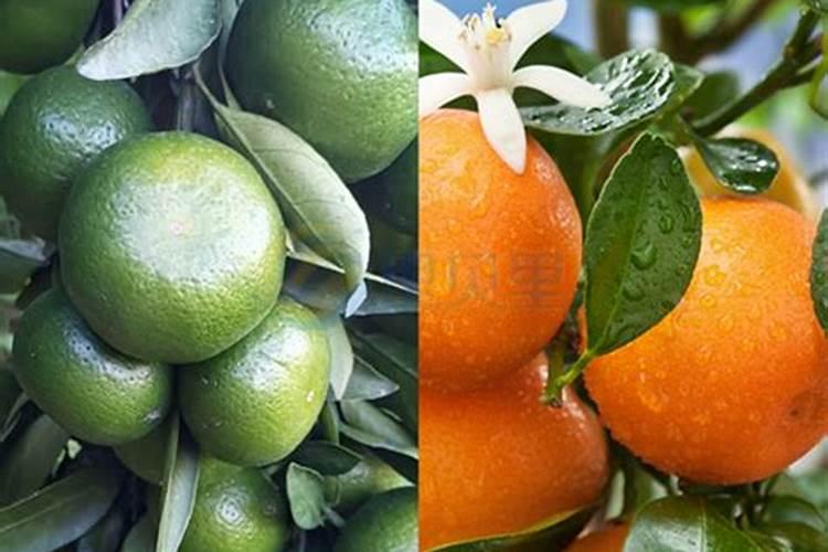 哪种叶面用的钙肥吸收好