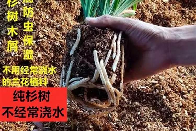 兰花可以施饼肥吗,饼肥水可以浇兰花吗