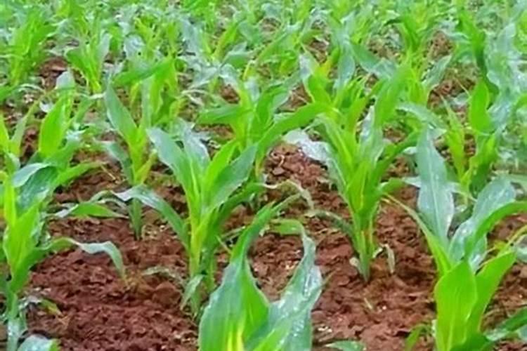 玉米叶面肥什么时间打最合适