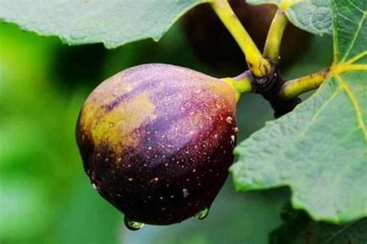 年前栽的桃树苗现在能喷氨基酸叶面肥吗？