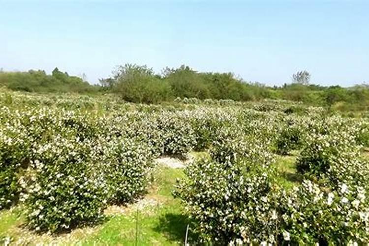 油茶树的种植技术是什么