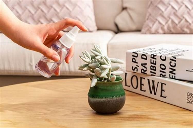 多肉施肥怎么施 多肉施肥的方法