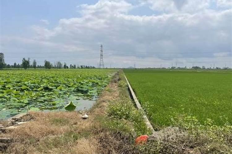 一亩藕带种植成本 附栽培技术