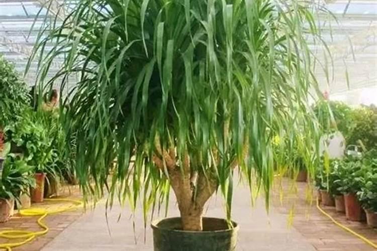 龙血树如何施肥