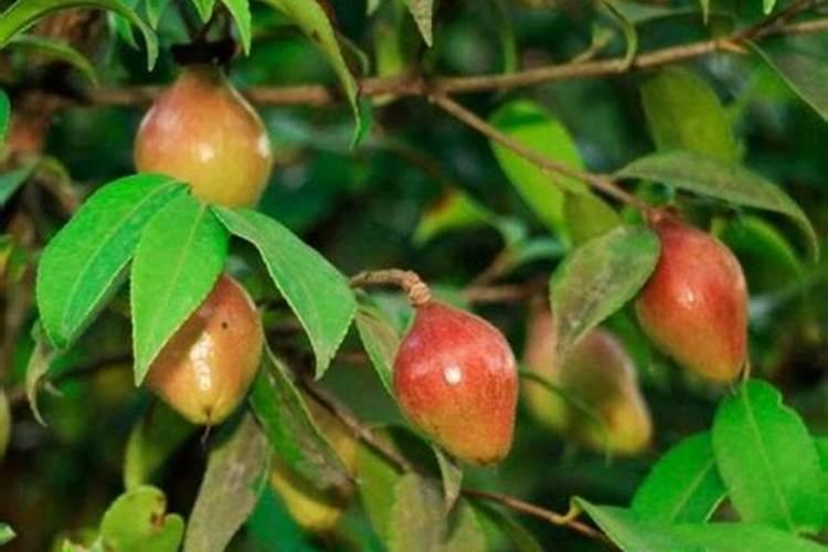 油茶开花时期应该喷何种叶面肥？