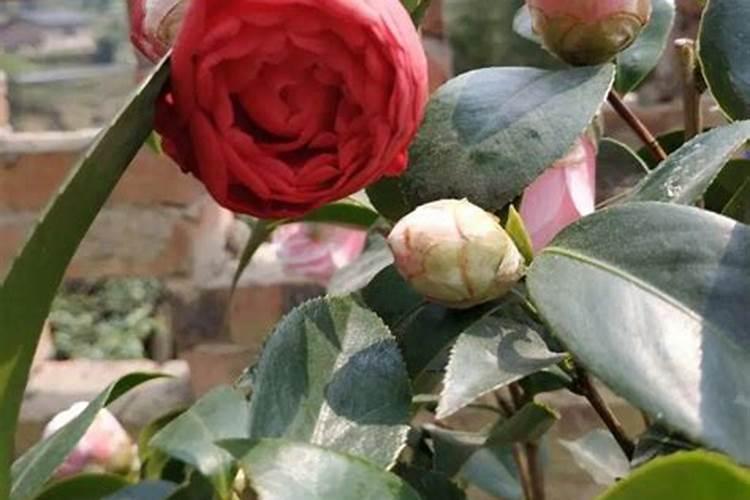 五色赤丹茶花好养活吗？五色赤丹茶花的优缺点