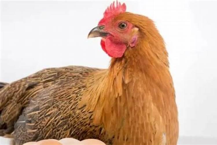 动物和植物元素含量的区别？希望有网友可以帮忙告知!