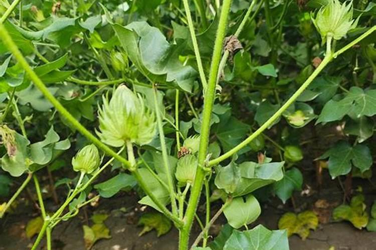 氮肥磷肥钾肥区别和作用