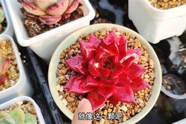 夏天能够发现的竹笋有哪些