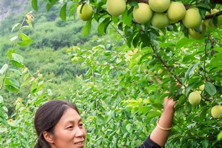 李子采收后如何管理保鲜 李子树怎么养护