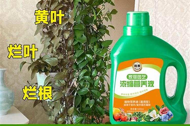 绿萝花肥用什么合适 肥料制作与使用方法