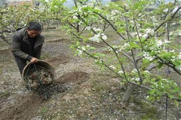 梨树秋季施什么肥料最好