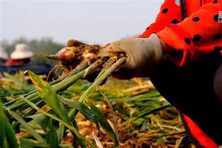 大姜咋样施肥效果好