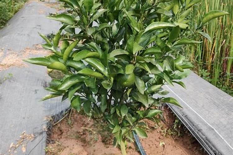 种柑橘用什么肥料最好