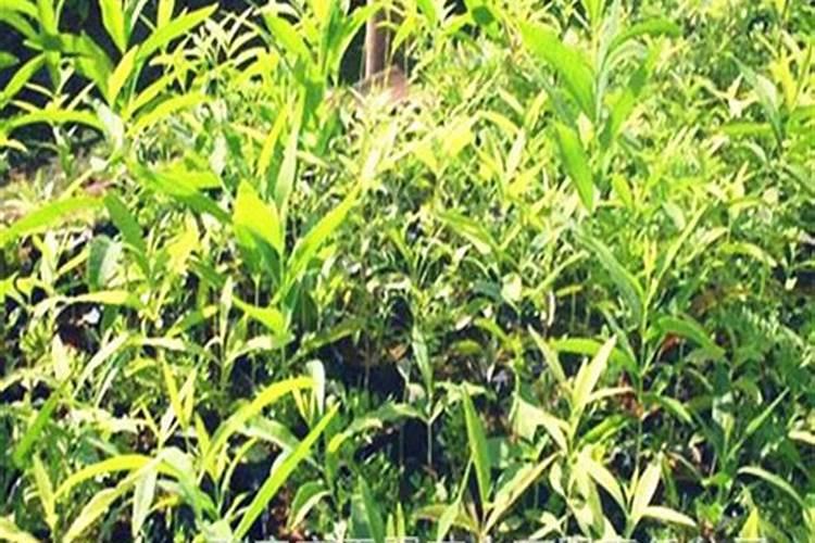 天然檀香金莲花苗怎么种