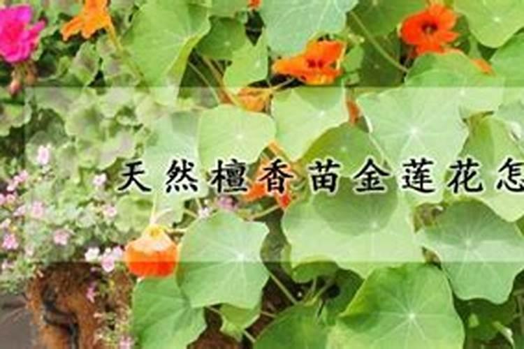 金莲花的家庭养殖方法