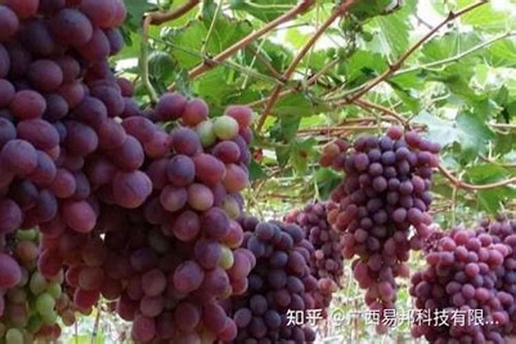 葡萄糖什么时候打果树最好