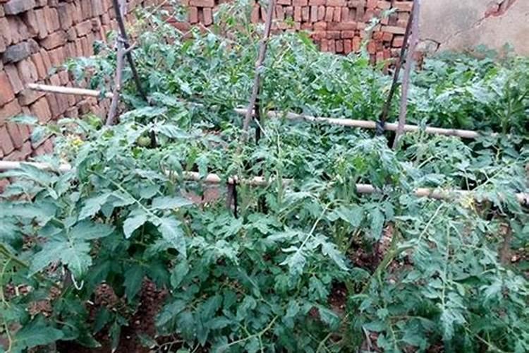 番茄开花期,可以浇水吗