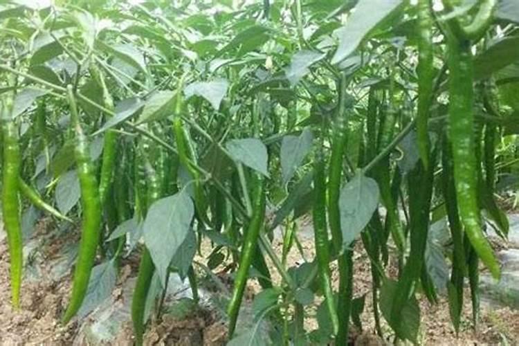 很多人种植辣椒都会多施钾肥,施钾肥有什么作用呢？