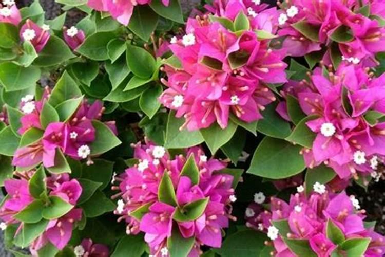 果树保花保果喷什么叶面肥结果多？果树膨果期用什么复合肥好？