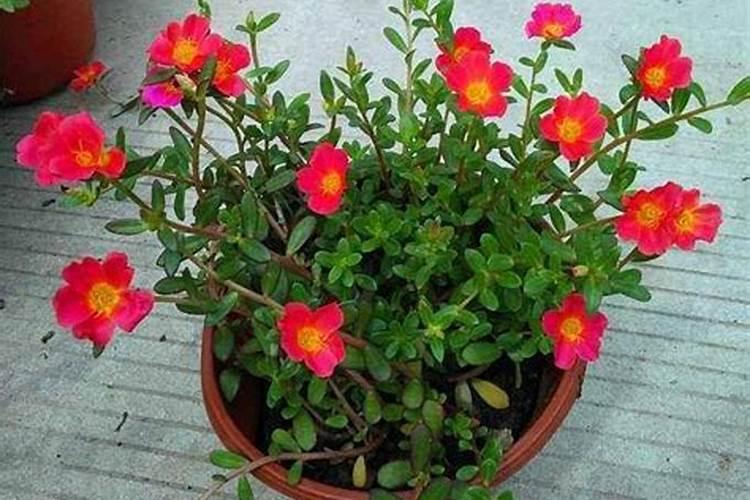 钾肥如何使用在花上