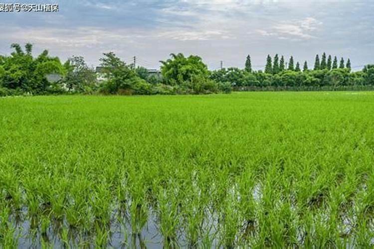 辣椒开花期一亩地滴两公斤左右高钾肥合适吗